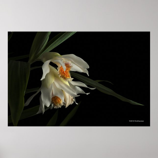 Thunia Marshalliana Poster (Vorne)