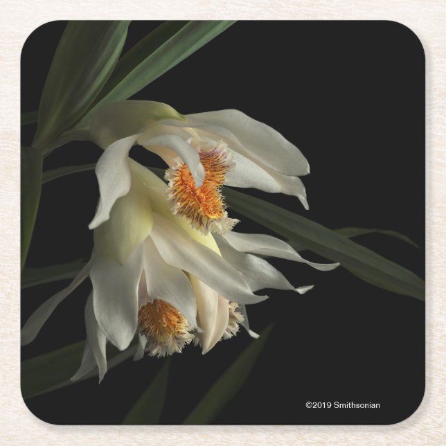 Thunia Marshalliana Rechteckiger Pappuntersetzer (Vorderseite)