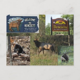 Thwäsche Elk BENEZETTE PA Postkarte