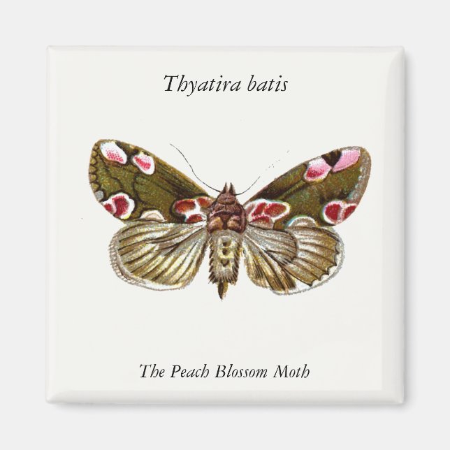 Thyatira batis - The Peach Blossom Moth Magnet (Vorne)