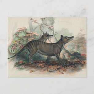 Thylacine von Joseph Wolf Postkarte