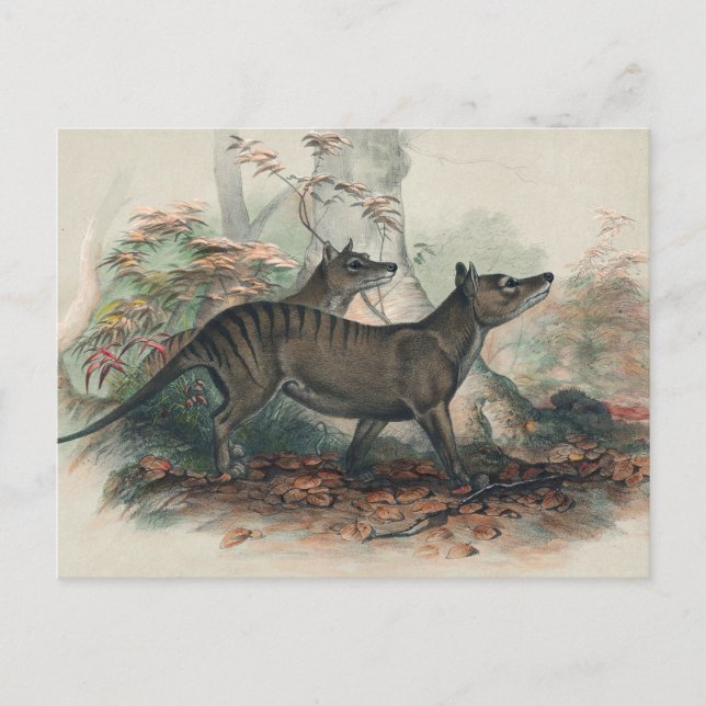 Thylacine von Joseph Wolf Postkarte (Vorderseite)