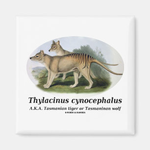 Thylacinus Cynocephalus (tasmanischer Tiger oder Magnet