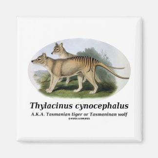 Thylacinus cynocephalus (Tasmanischer Tiger oder W Magnet