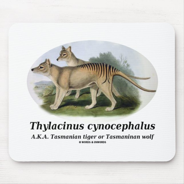 Thylacinus cynocephalus (Tasmanischer Tiger oder W Mousepad (Vorne)