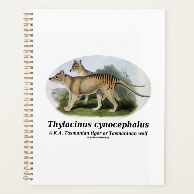 Thylacinus cynocephalus (Tasmanischer Tiger oder W Planer (Vorderseite)