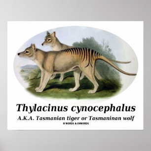 Thylacinus cynocephalus (Tasmanischer Tiger oder W Poster
