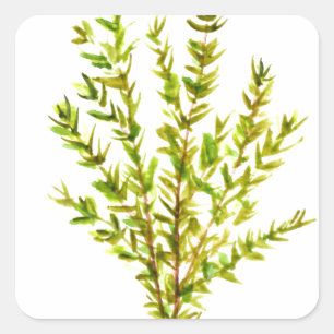 Thym Kräuter Botanisches Kraut Quadratischer Aufkleber