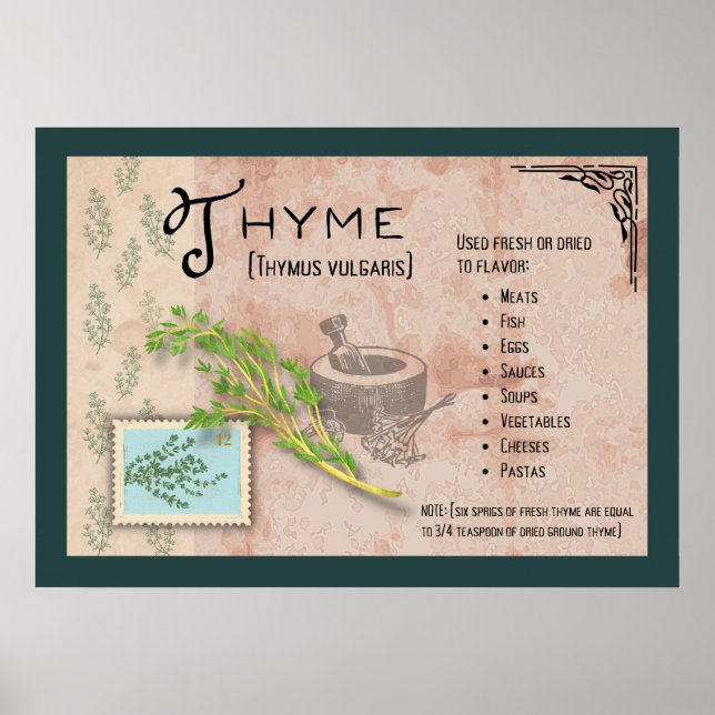 Thyme Herb Botanical Info Poster (Vorne)