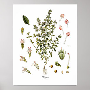 Thyme Herb botanische Illustration Kitchen Decke Poster
