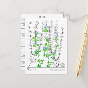 Thyme Herb Materia Medica Cards Kräuterstudie Postkarte