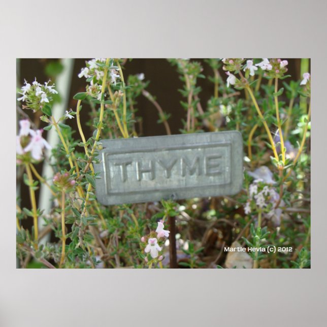 Thyme Poster (Vorne)