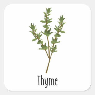 Thyme Spices Herb Quadratischer Aufkleber