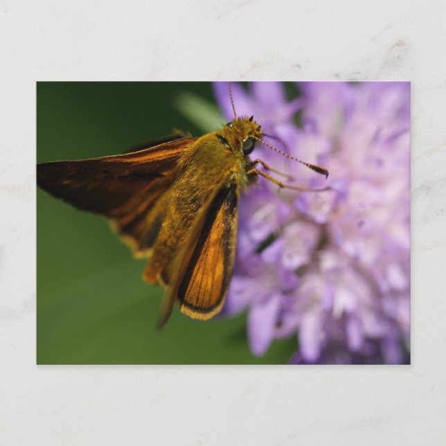Thymelicus lineola postkarte (Vorderseite)