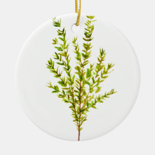Thymian Kräutern Botanische Kräuter Grüne Wasserfa Keramik Ornament