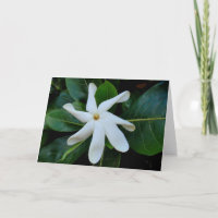 Tiare Tahitian Gardenia