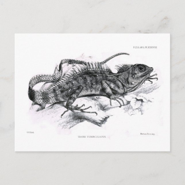 Tiaris tuberculatus postkarte (Vorderseite)