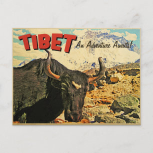 Tibet-Abenteuer wartet Ochse Postkarte