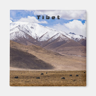 Tibet - Berglandschaft mit Yaks Magnet