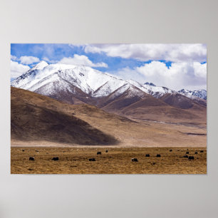 Tibet - Berglandschaft mit Yaks Poster
