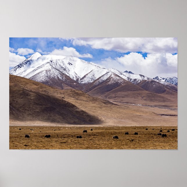 Tibet - Berglandschaft mit Yaks Poster (Vorne)