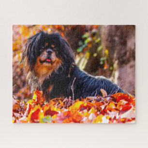 Tibet-Spaniel-Hunde Puzzles. Puzzle