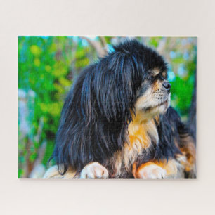 Tibet-Spaniel-Hunde Puzzles. Puzzle