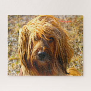 Tibet Terrier Hund Puzzle. Puzzle