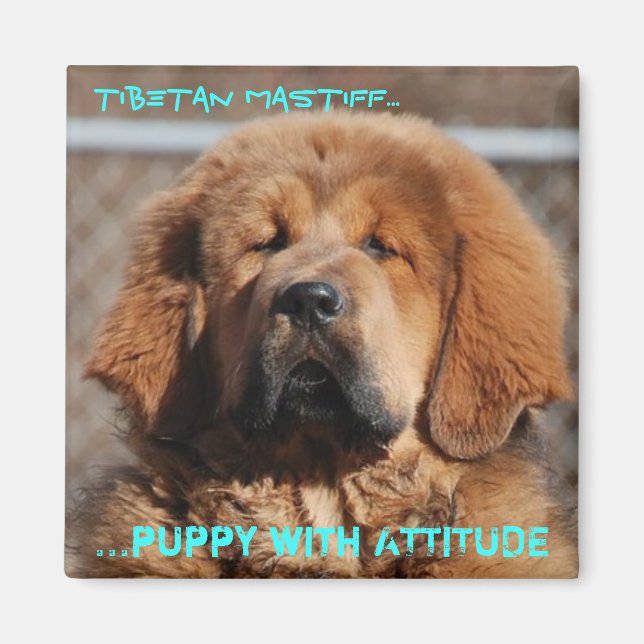 Tibetan Mastiff Attitude Magnet (Vorne)