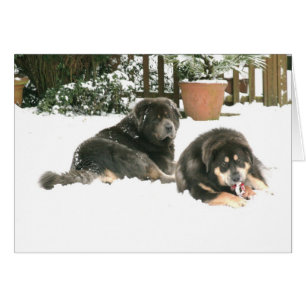 Tibetan Mastiff Caspar & Jampo