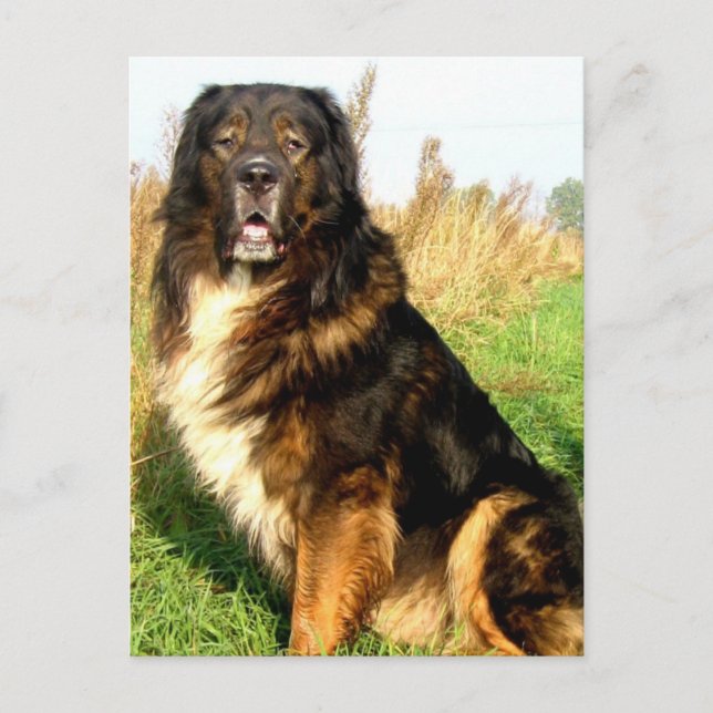 Tibetan Mastiff Postcard Postkarte (Vorderseite)