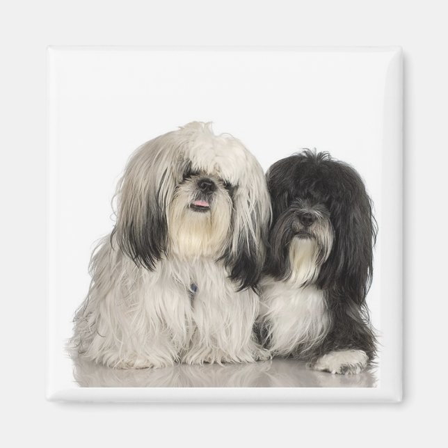 Tibetan Terrier Magnet (Vorne)