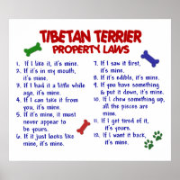 TIBETAN TERRIER PL2
