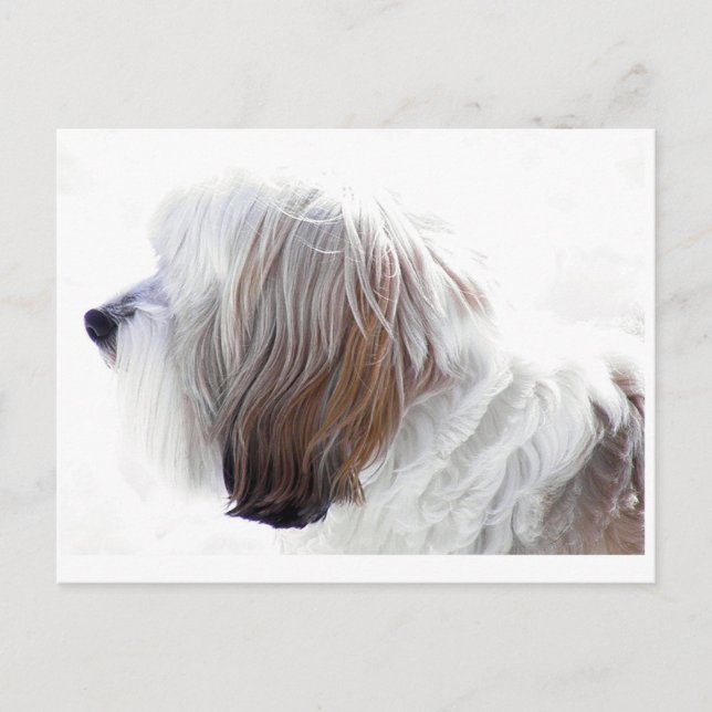 Tibetan Terrier Postkarte (Vorderseite)