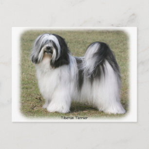 Tibetan Terrier Postkarte