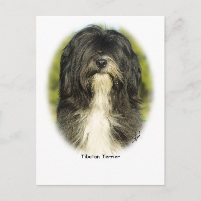 Tibetan Terrier Postkarte (Vorderseite)