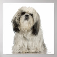 Tibetan Terrier Puppy