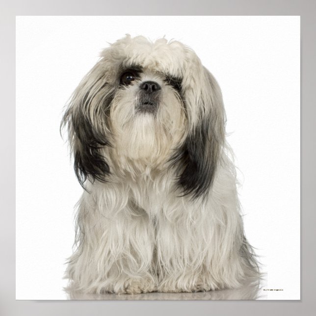 Tibetan Terrier Puppy Poster (Vorne)