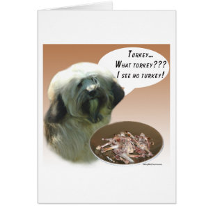 Tibetan Terrier Türkei