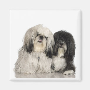 Tibetanisches Terrier-Magnet Magnet