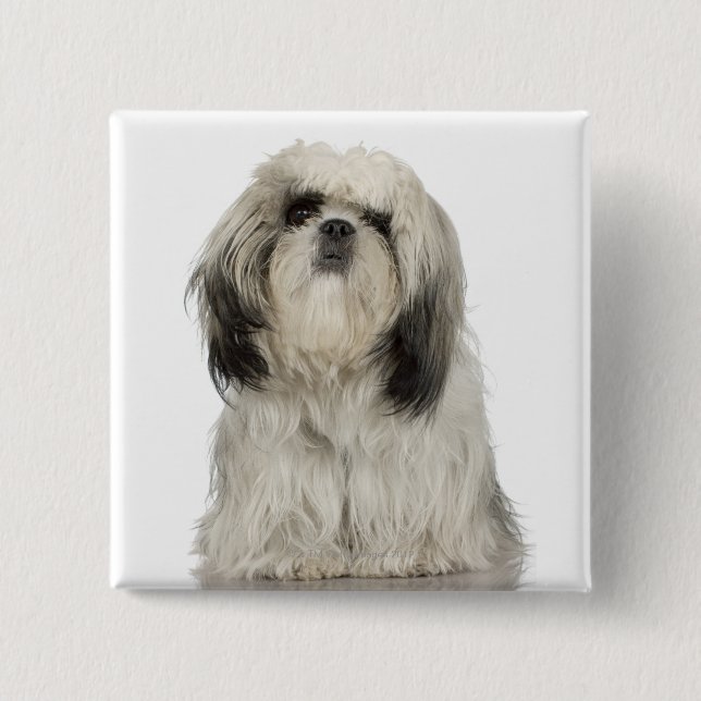 Tibetanisches Terrier-Welpe Button (Vorderseite)