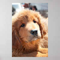 Tibeter Mastiff