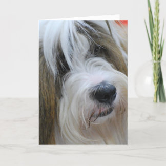 Tibeter Terrier Grußkarten Karte