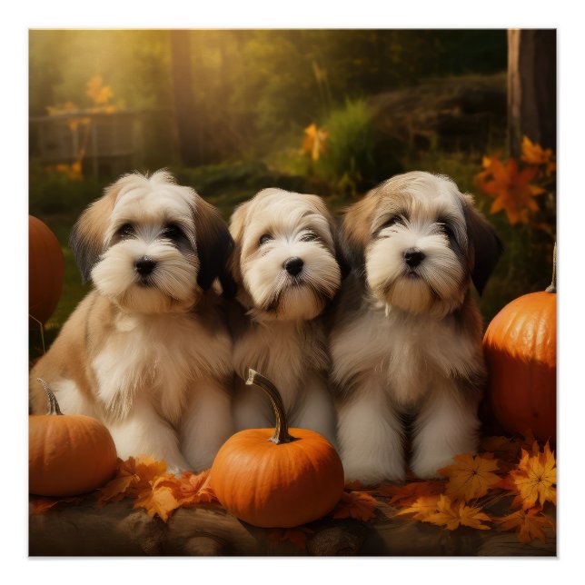 Tibeter Terrier Welpe Herbst Kürbis Poster (Vorderseite)