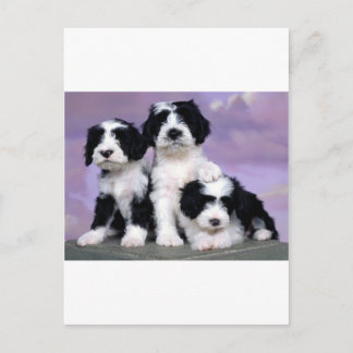 Tibetergebiete Postkarte