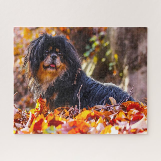 Tibetisch Spanischer Hund Jigsaws. Puzzle (Horizontal)