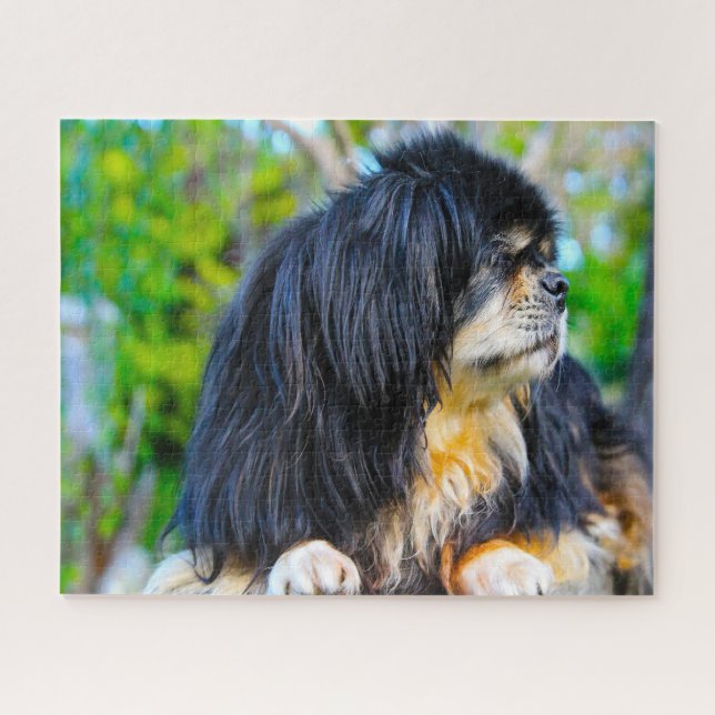 Tibetisch Spanischer Hund Jigsaws. Puzzle (Horizontal)