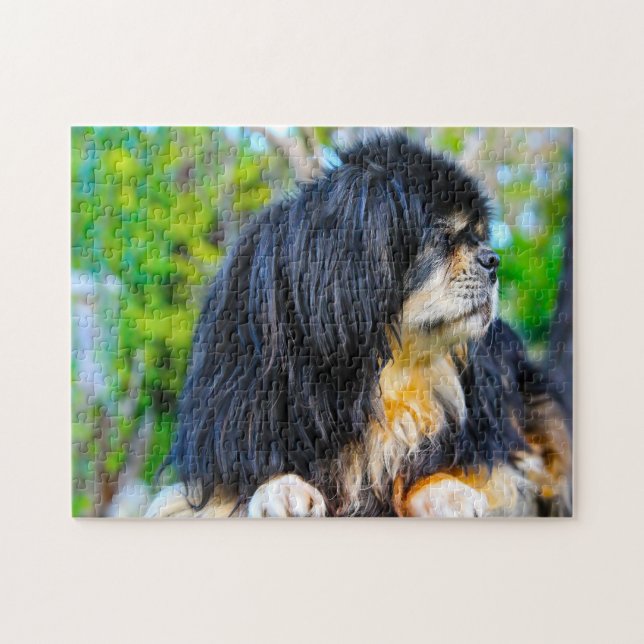 Tibetisch Spanischer Hund Jigsaws. Puzzle (Horizontal)