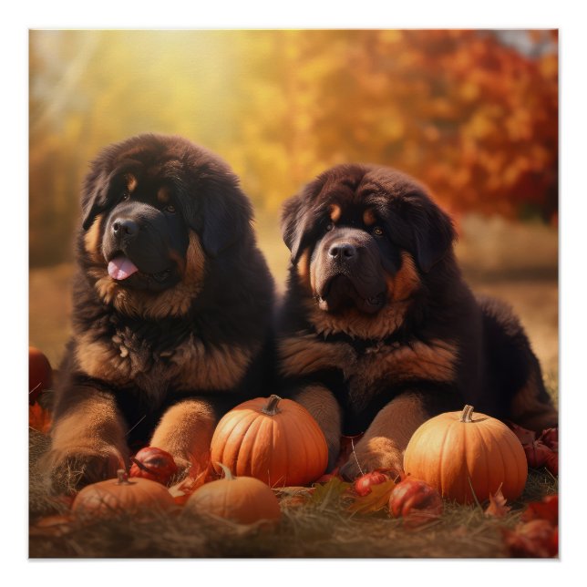 Tibetischer Mastiff Welpe Herbst Kürbis Poster (Vorderseite)