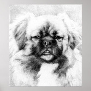 Tibetischer Spaniel Dog Potrait Poster